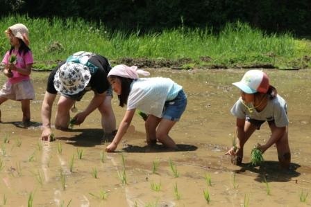 田植え