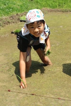 田植え