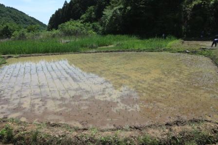 田植え