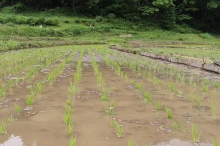 田植え