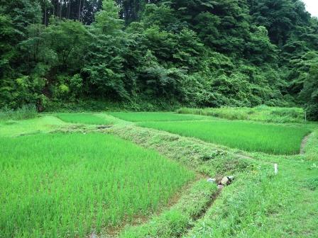 里山の風景