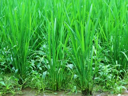 稲と雑草