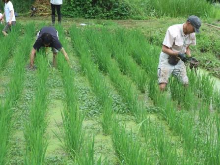 田んぼの草取り