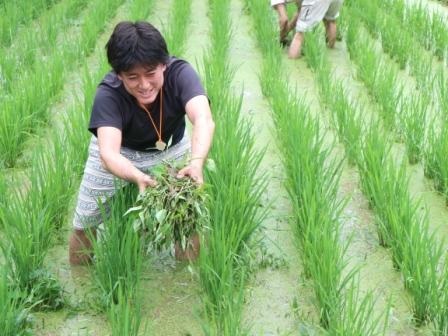 田んぼの草取り