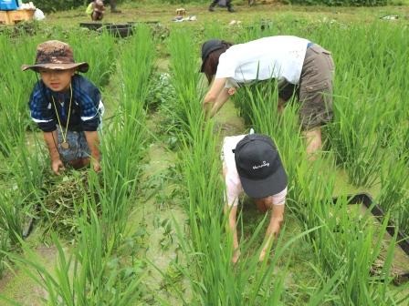 田んぼの草取り