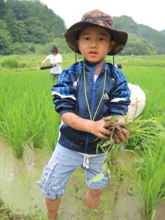 田んぼの草取り