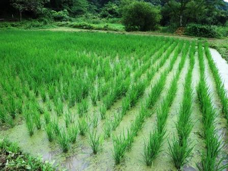 田んぼの草取り