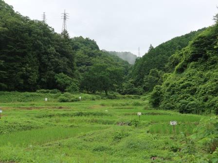 里山の風景