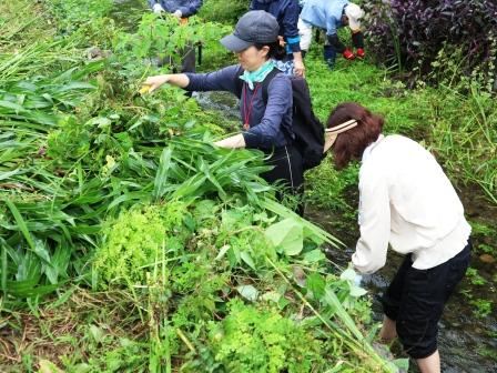 護岸の草取り