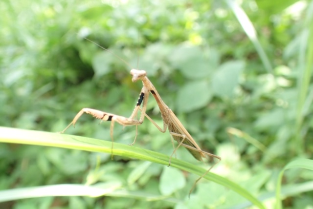 コカマキリ