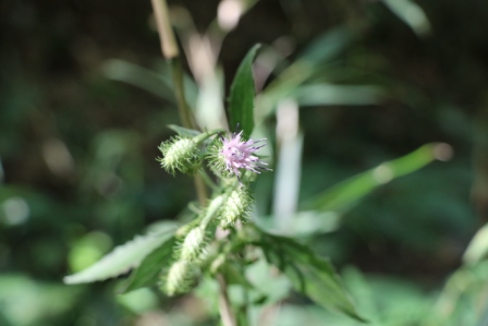 里山の花