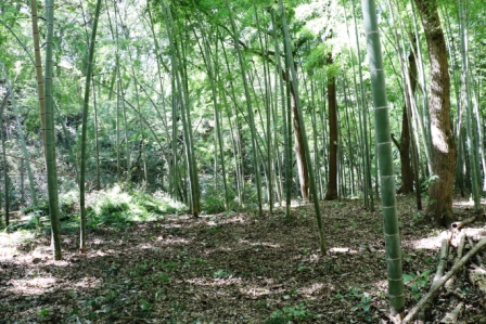 手入れ後の竹林