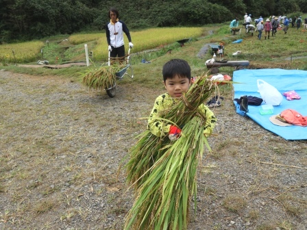 稲刈り