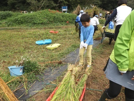 稲刈り