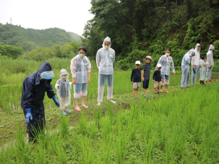 田んぼの草取り