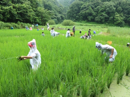 田んぼの草取り