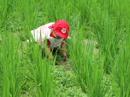 田んぼの草取り