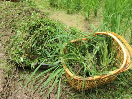 田んぼの草取り