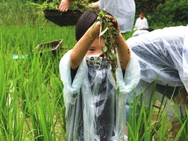 田んぼの草取り