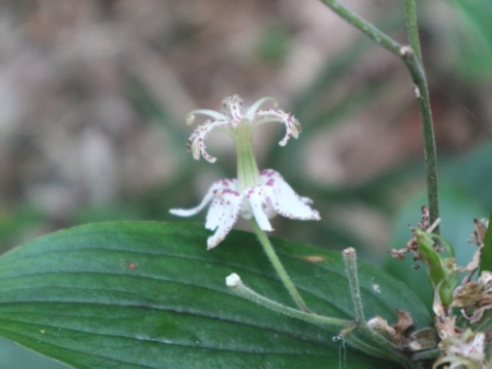 里山の花