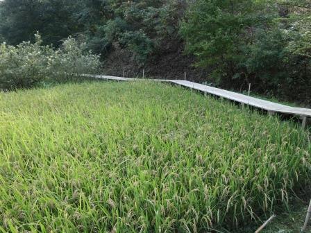 田んぼ　稲刈り前　水田