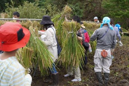 田んぼの活動　はざかけ　東京　ボランティア