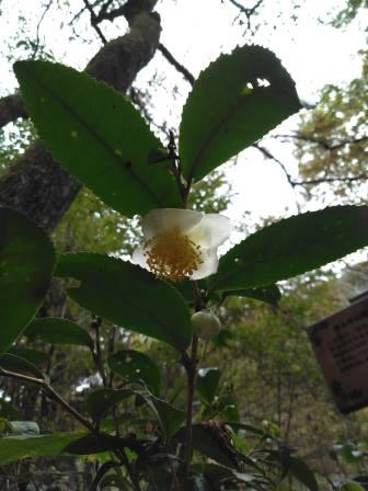 茶の花　八王子館町　緑地保全地域