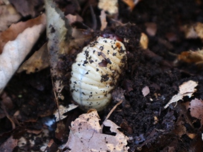 カブトムシの幼虫