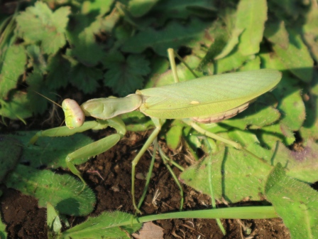 カマキリ