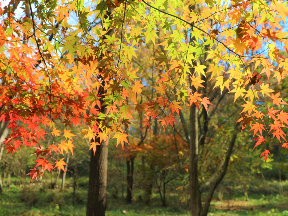 モミジ、紅葉