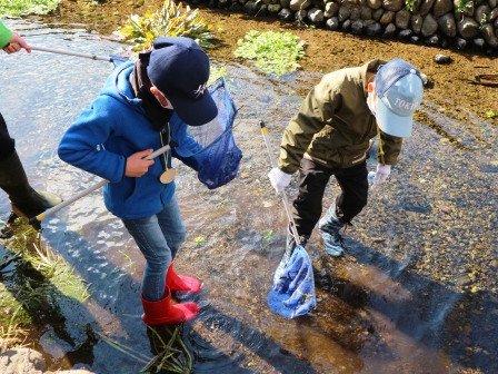 水辺の生き物