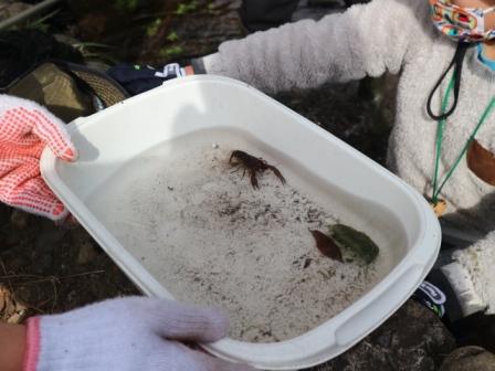 水辺の生き物