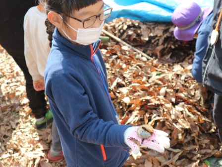 カブトムシの幼虫