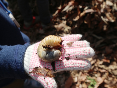 カブトムシの幼虫