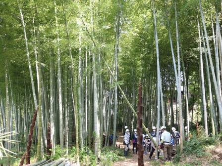 竹伐採