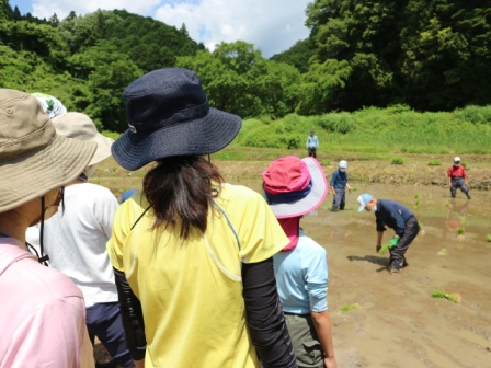 田植え