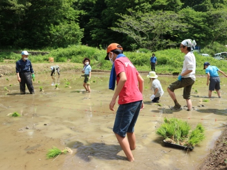 田植え