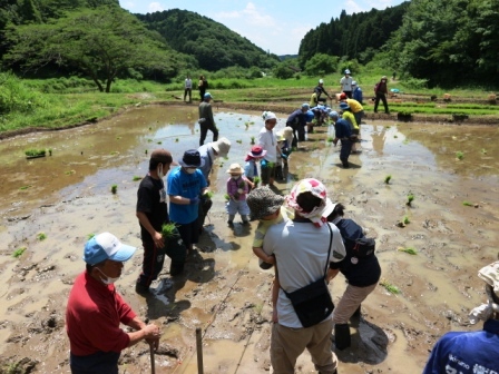 田植え