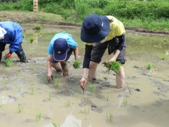 田植え