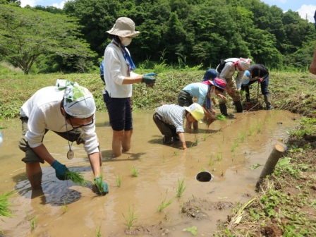 田植え