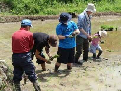 田植え