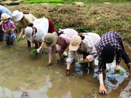 田植え