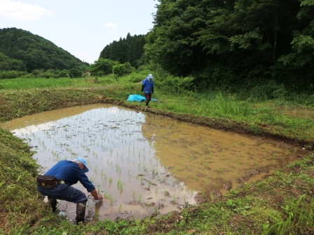 田植え