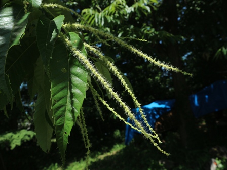 クリ　クリの木　花