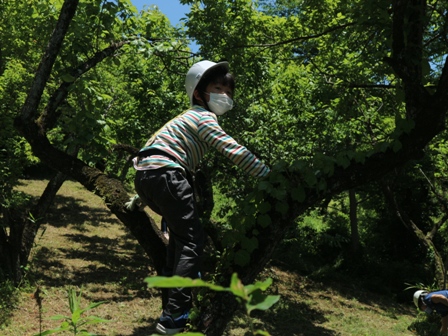 梅もぎ　木登り