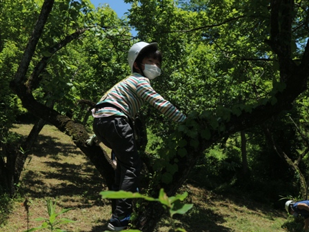 梅もぎ　木登り