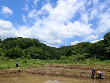 田植え　田んぼ