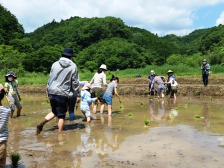 田植え　田んぼ