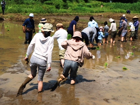 田植え　田んぼ