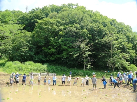 田植え　田んぼ